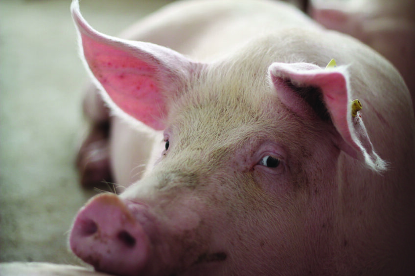 Rethinking survivability in modern sow systems