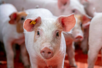 Carbon reduction in swine production does not have to be a story of disruption. When producers are equipped to measure, model, act, and remeasure, they can make better-informed decisions and track whether changes are delivering the intended outcomes. Photo: Trouw Nutrition
