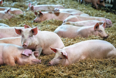 Robus Zen aims at reducing aggressive behaviour in pigs, allowing more energy to be channelled into muscle deposition rather than stress responses. Photo: Techna