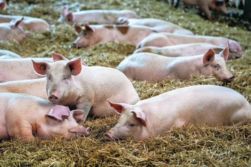 Robus Zen aims at reducing aggressive behaviour in pigs, allowing more energy to be channelled into muscle deposition rather than stress responses. Photo: Techna