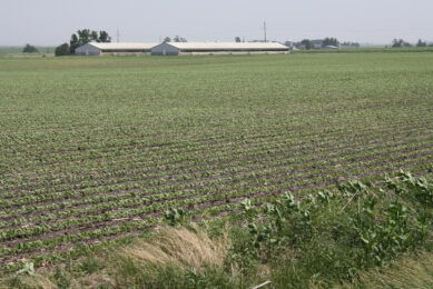 Iowa swine barns for illustration purposes only. This facility is not involved in the current outbreak. Photo: Vincent ter Beek