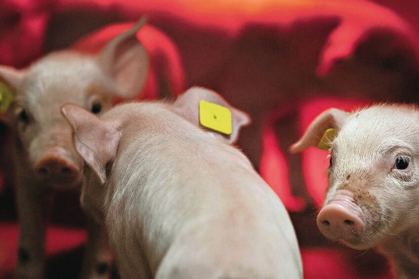 Improved analytical tools, more variable weather patterns, tighter production targets and better understanding of the negative impact on animal productivity is changing how producers look at mycotoxins. Photos: Vilofoss