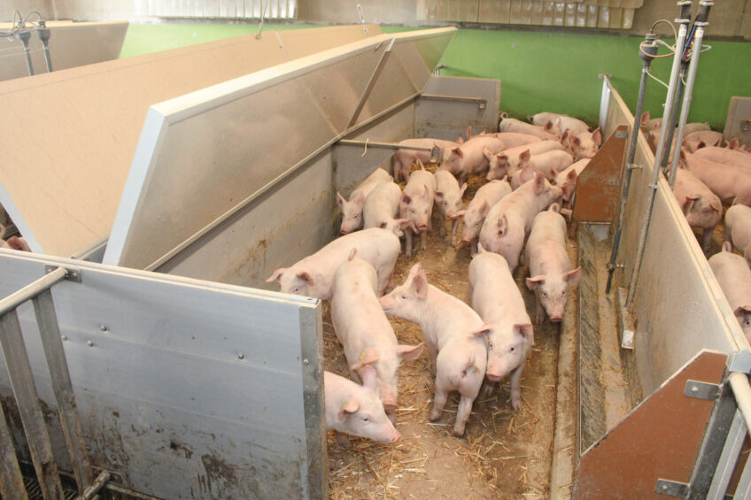 Switzerland is not a major pig-producing country. At the end of 2024, the national pig herd totalled 1.28 million animals, 3.6% fewer than a year earlier. Photo: Vincent ter Beek.