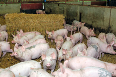 The UK pig sector is familiar with backlogs. The last major disruption occurred in 2021 and 2022, first because of Covid-19 and later because Brexit led to severe labour shortages in slaughterhouses and meat processing plants. Photo: Henk Riswick