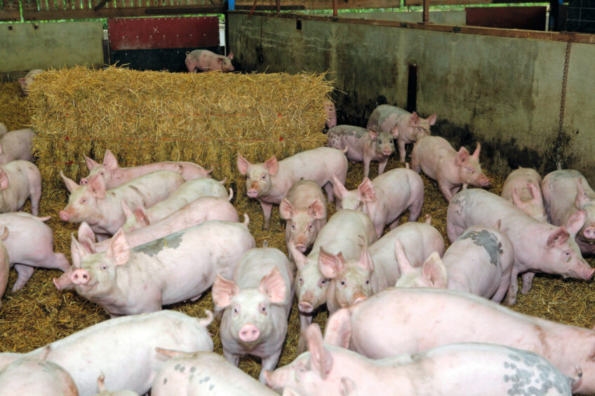 The UK pig sector is familiar with backlogs. The last major disruption occurred in 2021 and 2022, first because of Covid-19 and later because Brexit led to severe labour shortages in slaughterhouses and meat processing plants. Photo: Henk Riswick