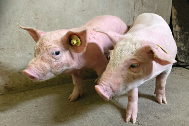 Pigs of approximately 2.5 weeks of age. A healthy pig (right) and a pig (left) showing characteristic clinical signs; exophthalmos, mild strabismus, erythema and a wrinkling skin on the thorax. Photo: Royal GD, the Netherlands