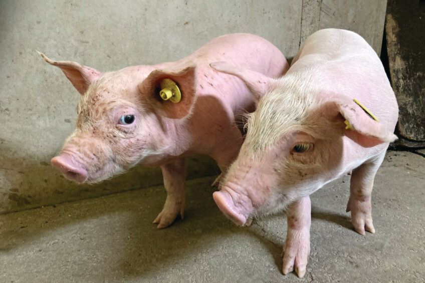 Pigs of approximately 2.5 weeks of age. A healthy pig (right) and a pig (left) showing characteristic clinical signs; exophthalmos, mild strabismus, erythema and a wrinkling skin on the thorax. Photo: Royal GD, the Netherlands